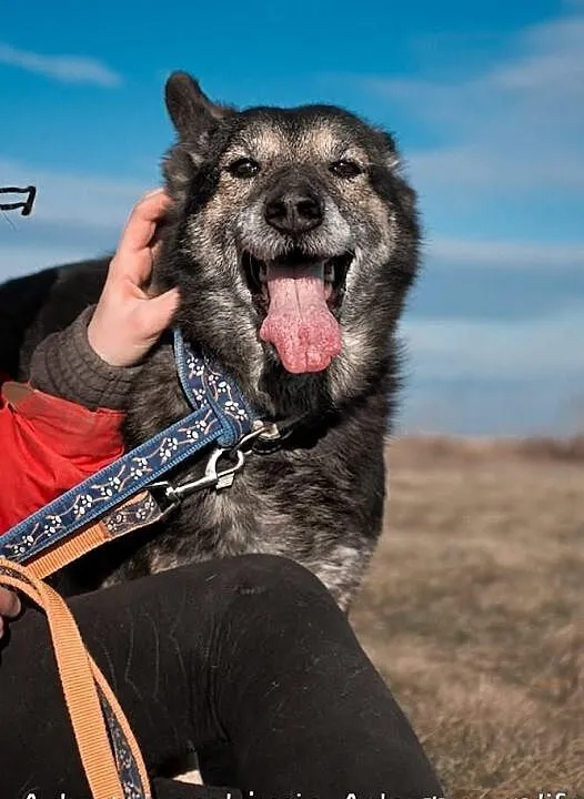 Zula kochana, owczarkowata suczka.
