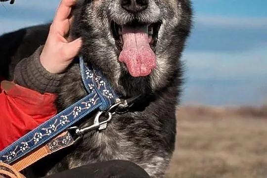 Zula kochana, owczarkowata suczka.