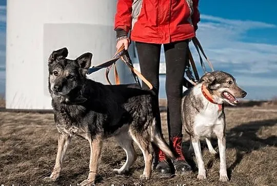 Zula kochana, owczarkowata suczka.