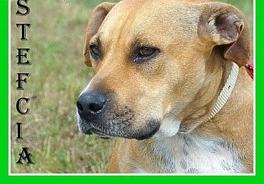 Staffik mix,spokojna,łagodna,przyjazna suczka STEF