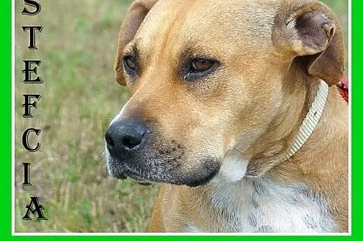 Staffik mix,spokojna,łagodna,przyjazna suczka STEF