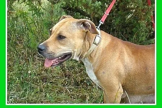 Staffik mix,spokojna,łagodna,przyjazna suczka STEF