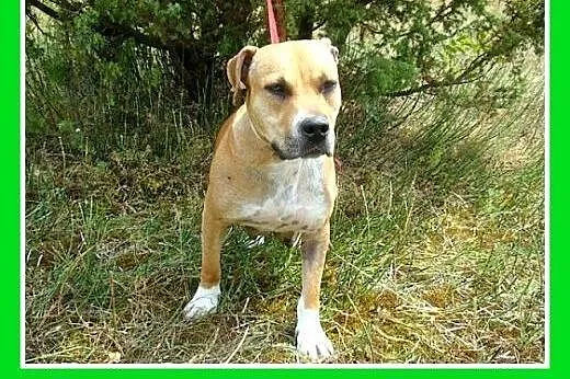 Staffik mix,spokojna,łagodna,przyjazna suczka STEF