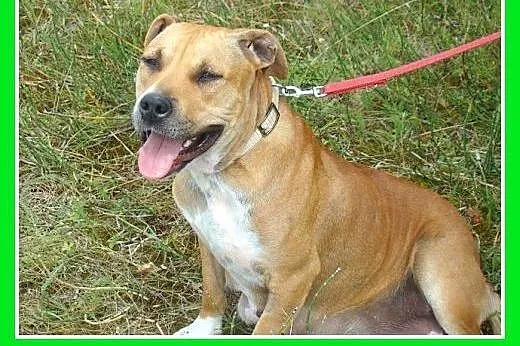 Staffik mix,spokojna,łagodna,przyjazna suczka STEF