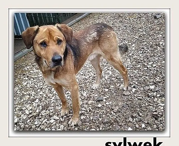 SYLWEK,25kg,duży,stróżujący,czujny,szczepiony pies.ADOPCJA, Łódzkie, Łódź
