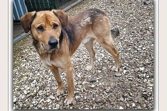 SYLWEK,25kg,duży,stróżujący,czujny,szczepiony pies.ADOPCJA, Łódzkie, Łódź