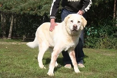 Biały, piękny pies w typie labradora do adopcji