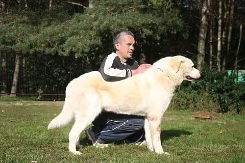 Biały, piękny pies w typie labradora do adopcji