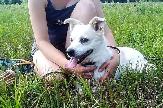 KREMEK starszy psiak szuka pilnie kochającego i odpowiedzialnego domku,  Kundelki cała Polska