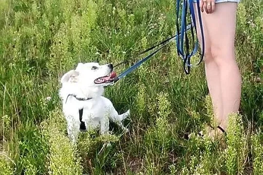 KREMEK starszy psiak szuka pilnie kochającego i odpowiedzialnego domku,  Kundelki cała Polska, 