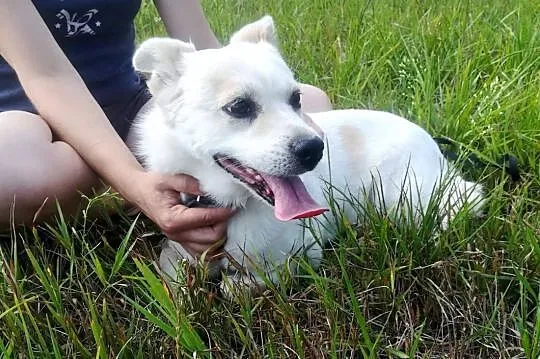 KREMEK starszy psiak szuka pilnie kochającego i odpowiedzialnego domku,  Kundelki cała Polska, 
