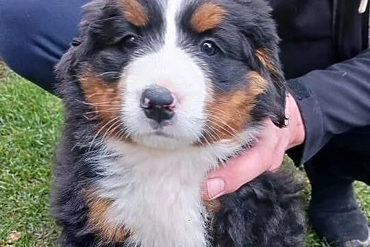 Berneńczyk