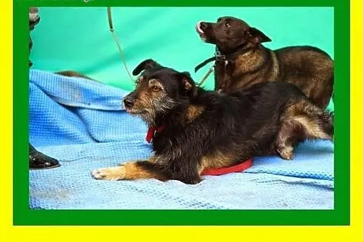 14kg,terierkowaty,średniej wielkości,przyjacielski