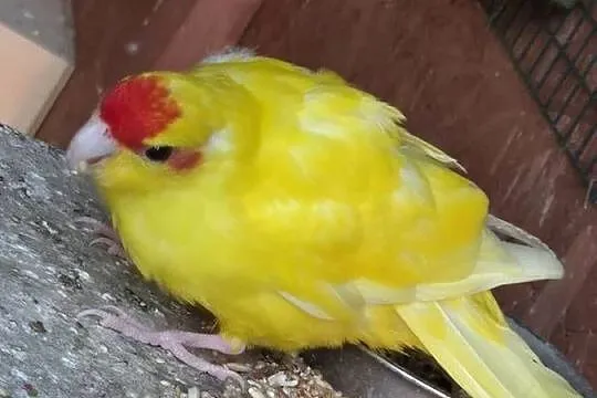 Modrolotka kozia