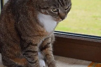 Kizia to niesamowicie miziasta, grzeczna koteczka_