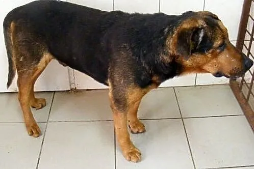Misiek z osiedla szuka domu !!! Pilne,  Kundelki c