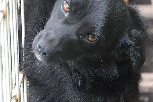 Karo, cudny maluszek czeka na kochający domek ,  m