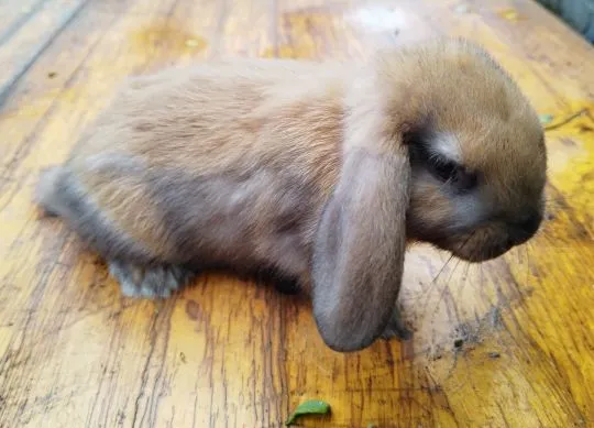 Królik karzełek Mini Lop - chłopiec, szuka nowego domu, , Miechów