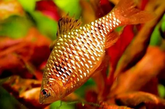 Brzanka różowa - Pethia conchonius - Barbus conchonius