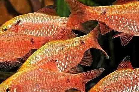 Brzanka różowa - Pethia conchonius - Barbus conchonius, Pomorskie, Gdańsk