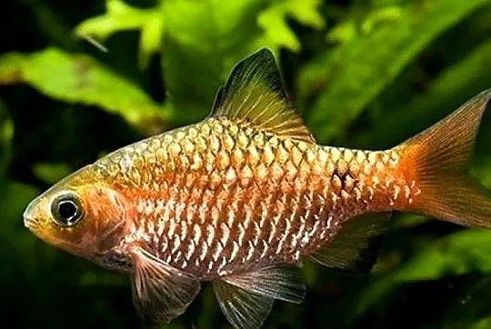 Brzanka różowa - Pethia conchonius - Barbus conchonius, Pomorskie, Gdańsk