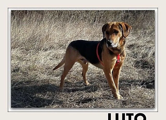 Ogar mix,duży,25 kg,łagodny,szczepiony pies LUTOdo adopcji, Śląskie, Katowice