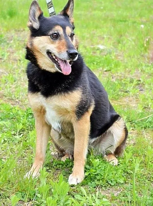 Jaga-Przylepka :), warmińsko-mazurskie Olsztyn