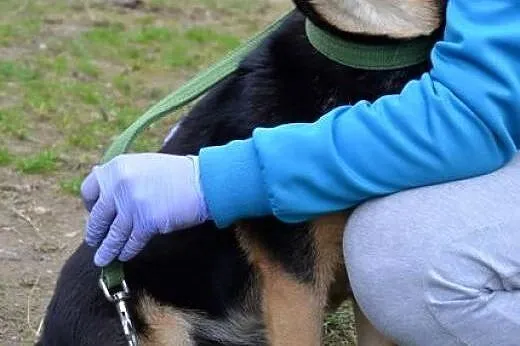 Jaga-Przylepka :),  warmińsko-mazurskie Olsztyn