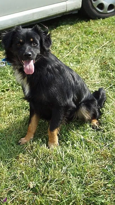 Młody, przyjazny Kudłatek,piękny psiak do adopcji