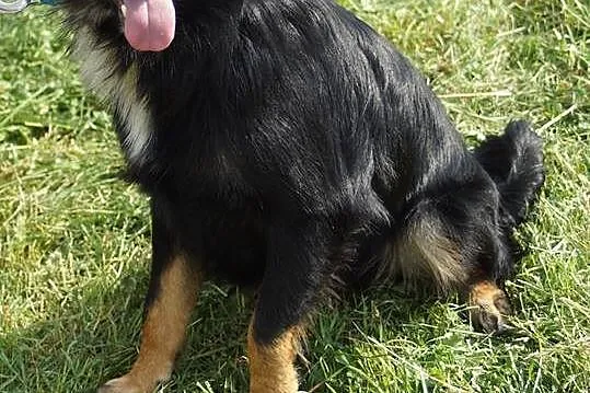 Młody, przyjazny Kudłatek,piękny psiak do adopcji