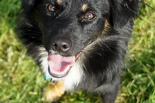 Młody, przyjazny Kudłatek,piękny psiak do adopcji