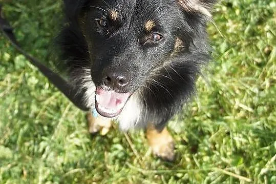 Młody, przyjazny Kudłatek,piękny psiak do adopcji