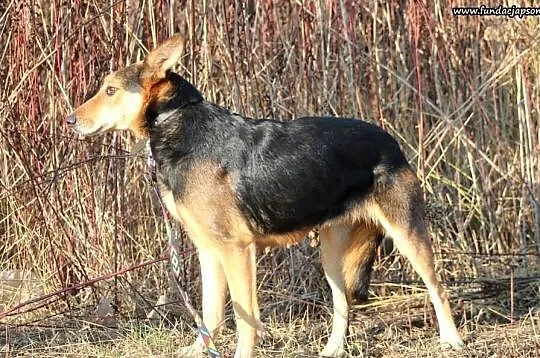 Hajdi ,to piękna ,spokojna suczka