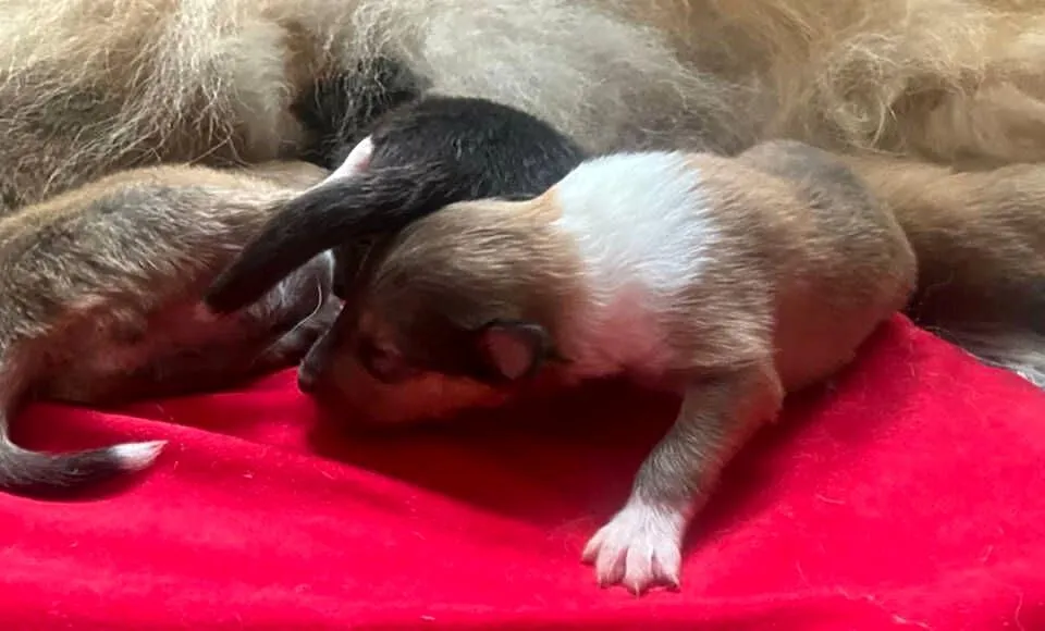 Owczarek szkocki długowłosy collie (ZKwP/FCI), Mazowieckie, Połazie Świętochowskie