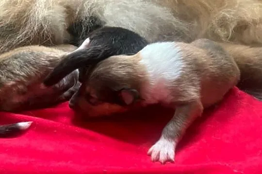 Owczarek szkocki długowłosy collie (ZKwP/FCI), Mazowieckie, Połazie Świętochowskie