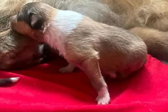 Owczarek szkocki długowłosy collie (ZKwP/FCI), Mazowieckie, Połazie Świętochowskie