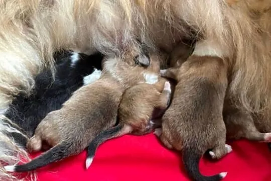 Owczarek szkocki długowłosy collie (ZKwP/FCI), Mazowieckie, Połazie Świętochowskie