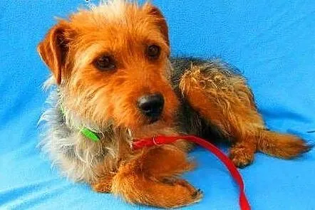 LOLA - piękna, 2 letnia, mała sunia w typie terriera do adopcji,  mazowieckie Warszawa
