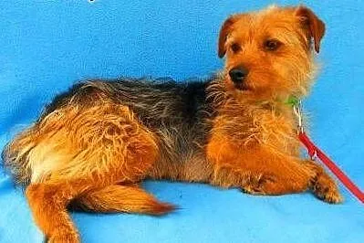 LOLA - piękna, 2 letnia, mała sunia w typie terrie