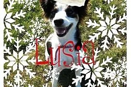 Lusia- psie dziecko czeka na Świąteczny cud, Opole