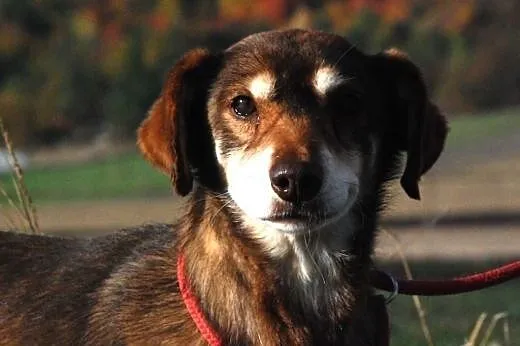 Miłek kochany, starszy, łagodny psiak ADOPCJA,  ma