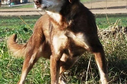 Miłek kochany, starszy, łagodny psiak ADOPCJA,  ma