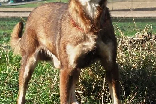 Miłek kochany, starszy, łagodny psiak ADOPCJA,  ma