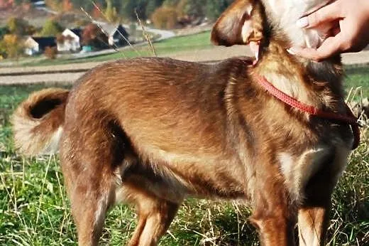 Miłek kochany, starszy, łagodny psiak ADOPCJA,  ma