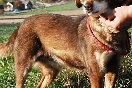 Miłek kochany, starszy, łagodny psiak ADOPCJA,  ma