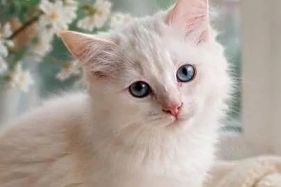 Gotowy do odbioru kocurek Ragdoll z rodowodem i wyprawką, Łódzkie, Łódź
