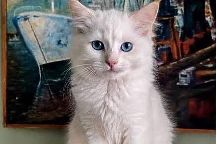 Gotowy do odbioru kocurek Ragdoll z rodowodem i wyprawką, Łódzkie, Łódź