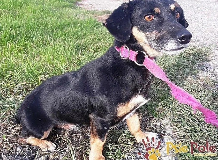 DIMEREK-śliczny, uroczy, rozkoszny maluszek szuka domu, adopcja, Małopolskie, Kraków