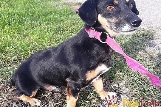 DIMEREK-śliczny, uroczy, rozkoszny maluszek szuka domu, adopcja, Małopolskie, Kraków