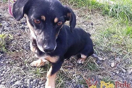 DIMEREK-śliczny, uroczy, rozkoszny maluszek szuka domu, adopcja, Małopolskie, Kraków